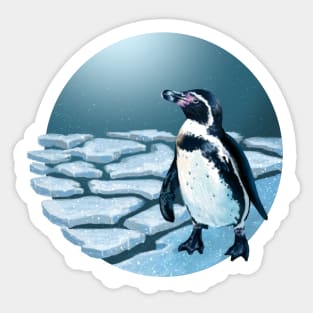 Humboldt Penguin Sticker